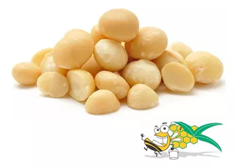 Imagem de Macadamia torrada Com Sal Novinha e Crocante 500g - 1/2 kg