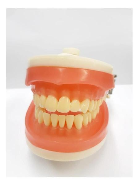 Imagem de Manequim Articulado Universal Top Dentística Pd100 - Pronew