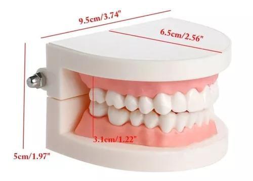 Imagem de Manequim Modelo Dentário Odonto Boca Inteira Dente