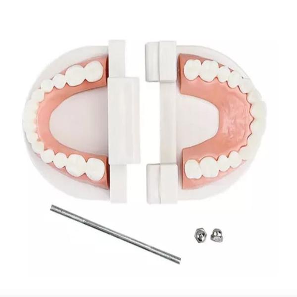 Imagem de Manequim Modelo Dentes Molde Dentário Dental Boca