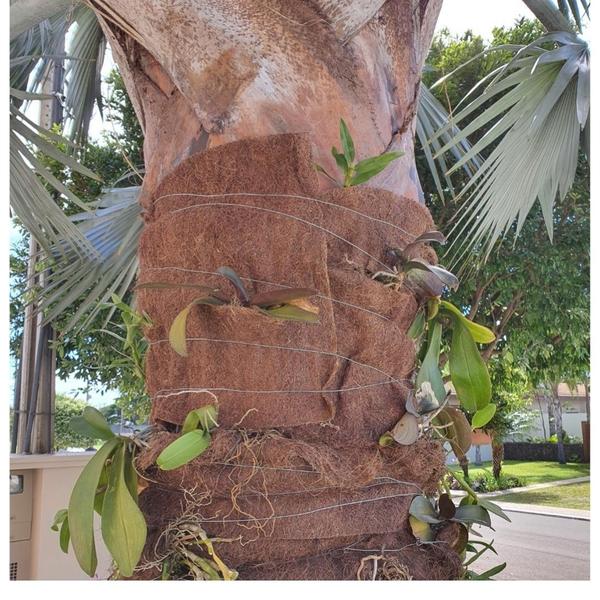 Imagem de Manta Fibra de Coco Para Plantas Flores Orquídeas 0,50 x 2 Metros