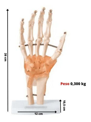 Imagem de Mão Anatomica C/ Articulação Ligamentos Ossos Punho Anatomic