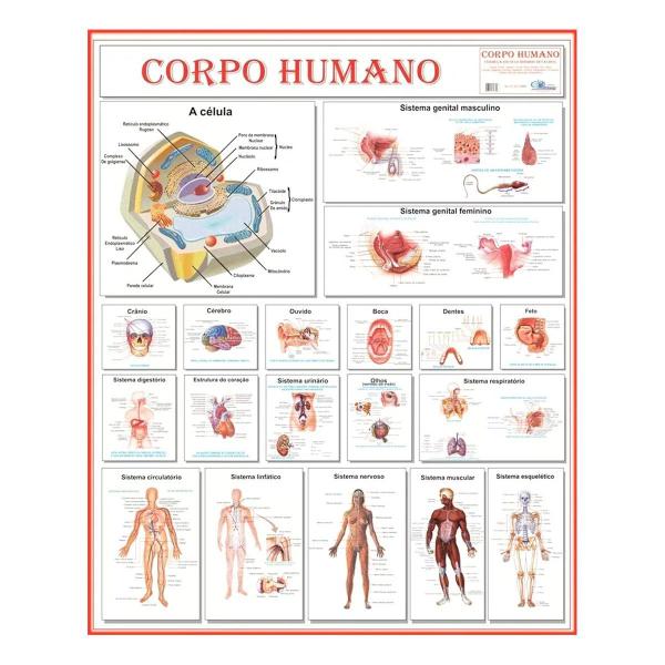 Imagem de Mapa Anatomia Humana Corpo Muscular Circulatório Esquelético