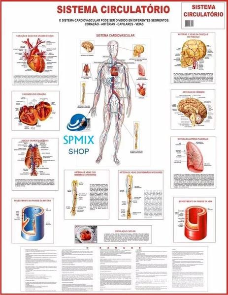 Imagem de Mapa Do Corpo Humano Sistema Circulatorio 120x90cm