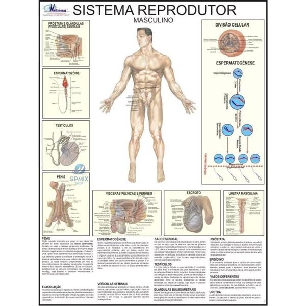 Imagem de Mapa Do Sistema Reprodutor Masculino - Anatomia E Medicina 120 x 90 cm