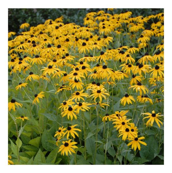 Imagem de Margarida Amarela Rudbeckia - 160mg de Sementes