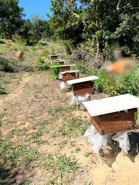 Imagem de Mel de Abelha Apis Terroir Ouro Verde 1.400g - de Ibateguara - Alagoas