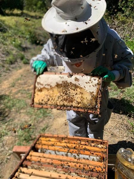 Imagem de Mel de Abelha Apis Terroir Ouro Verde 1.400g - de Ibateguara - Alagoas