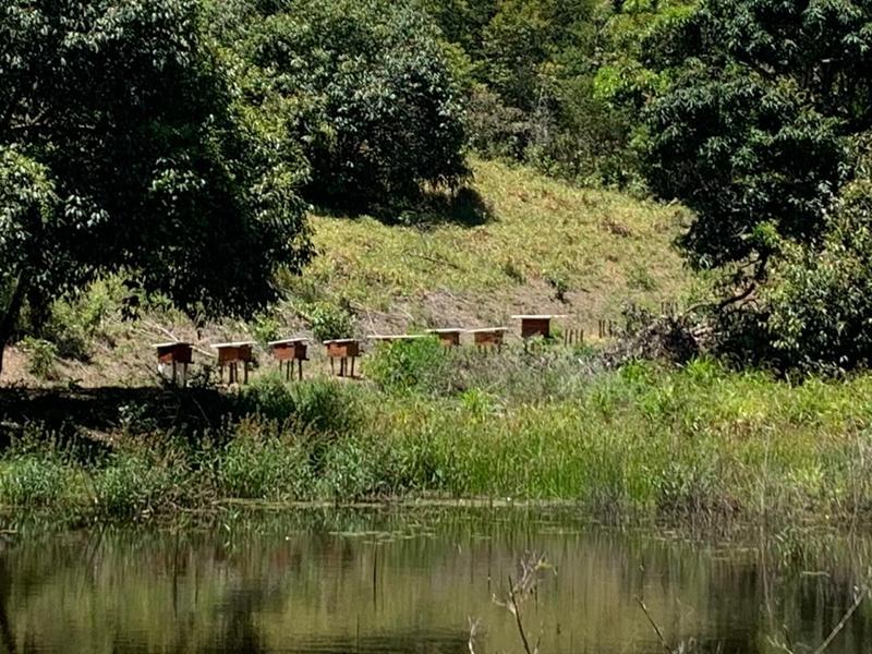 Imagem de Mel de Abelha Terroir Ouro Verde 500g - de Ibateguara - Alagoas