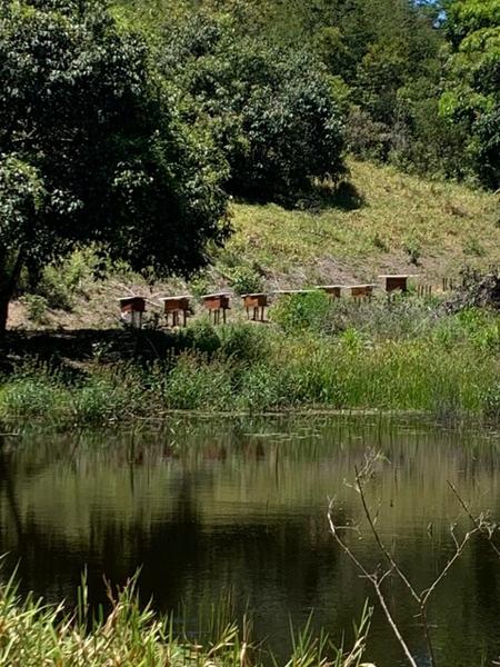 Imagem de Mel de Abelha Terroir Ouro Verde 500g - de Ibateguara - Alagoas