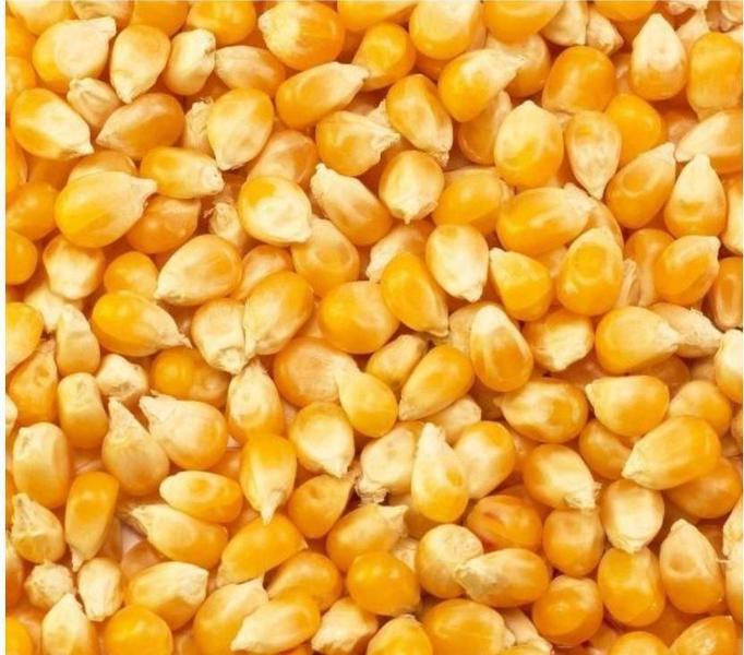 Imagem de Milho Para Pipoca Premium Popcorn 2 Sacos De 5 Kg