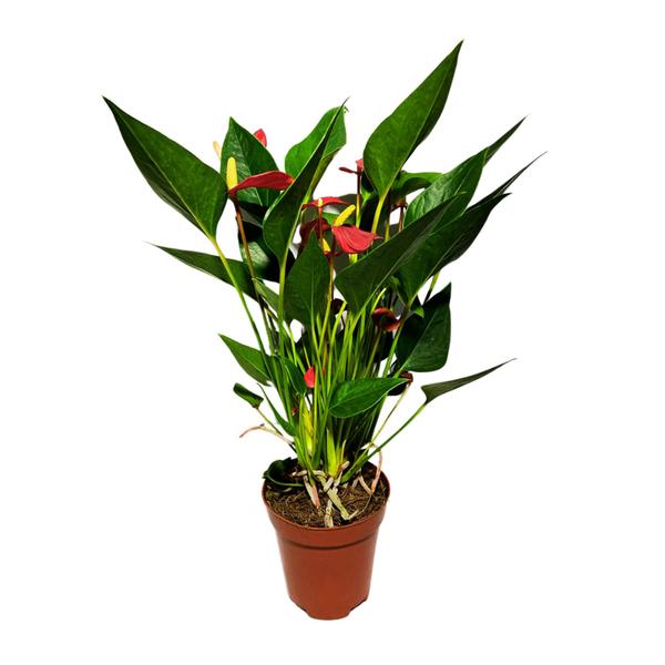 Imagem de Mini Antúrio Vermelho Pote 9 Planta Natural Linda Decoração