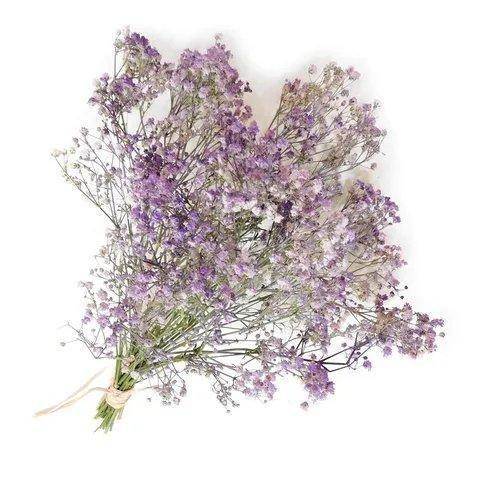 Imagem de Mini Buquê Gypso (mosquitinho) Cor Lavanda I Flores Desidratadas