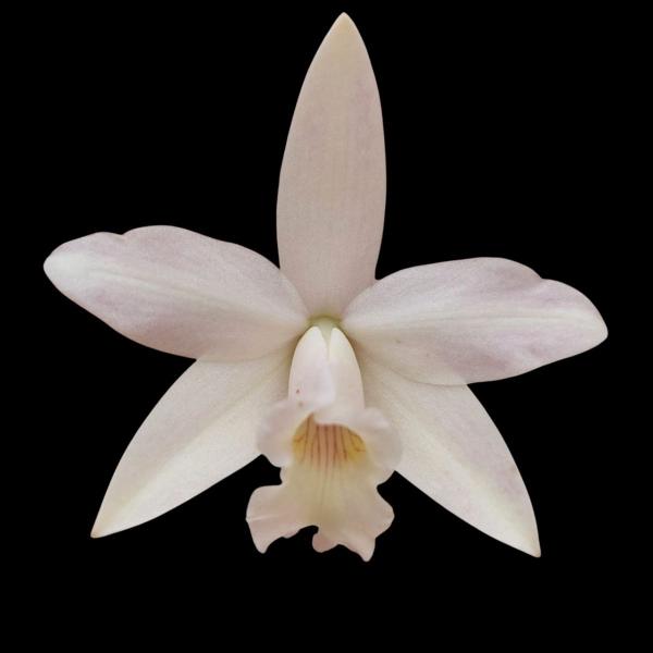 Imagem de Mini Cattleya Branca Cruzamento Sophronitis Orquidea Exótica