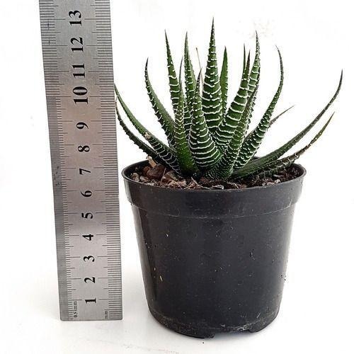 Imagem de Mini Suculenta Planta-zebra Haworthia Fasciata Pequeno Porte Envasada Vaso Plástico 09