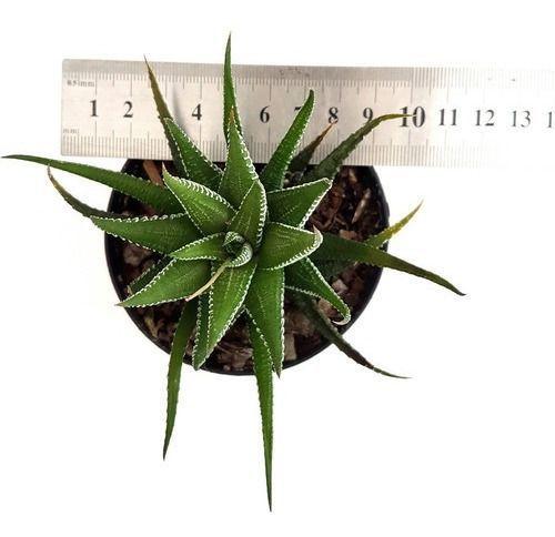 Imagem de Mini Suculenta Planta-zebra Haworthia Fasciata Pequeno Porte Envasada Vaso Plástico 09