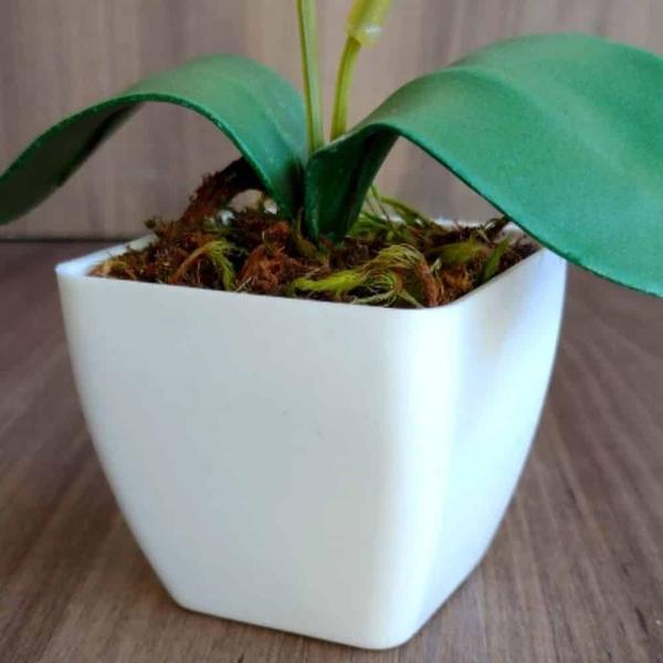 Imagem de Mini Vaso Decorativo Suculenta Cachepot Plástico sem Planta