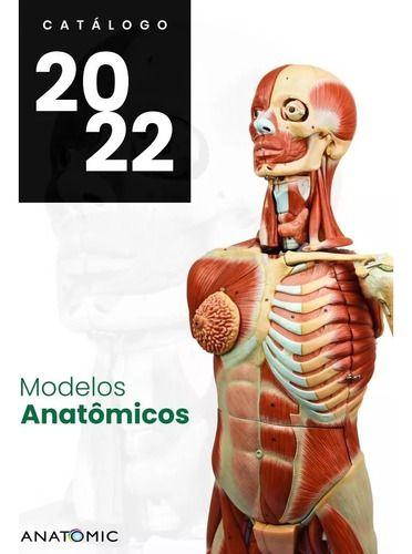 Imagem de modelo anatômico articulação joelho com ligamentos anatomic