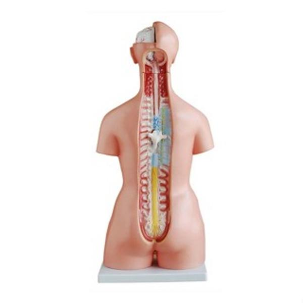 Imagem de Modelo Anatômico Bissexual do Torso Humano, com 24 partes - coluna exposta