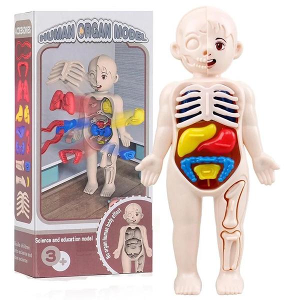 Imagem de Modelo Anatômico do Corpo Humano Montessori para Crianças - Brinquedo Educativo DIY