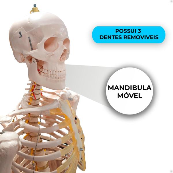 Imagem de Modelo anatômico Esqueleto de 1.70cm