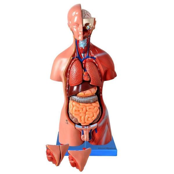 Imagem de Modelo Anatomico Torso Assexuado 45 Cm Em 25 Partes,