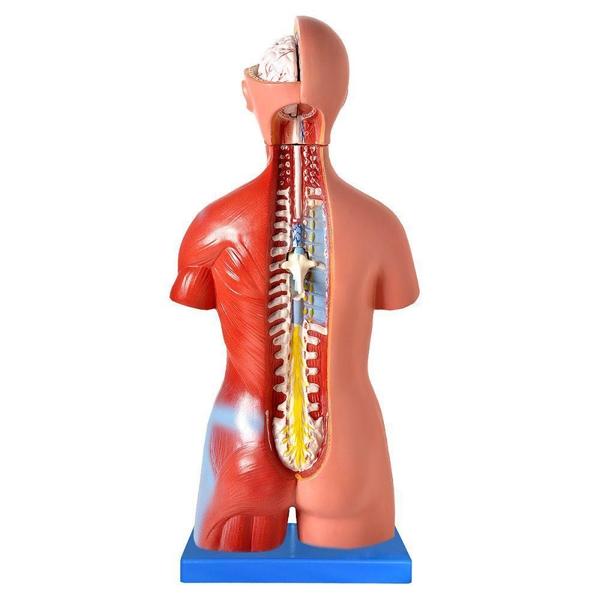 Imagem de Modelo Anatomico Torso Assexuado 45 Cm Em 25 Partes,