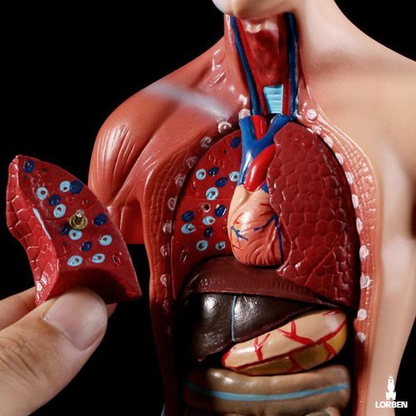 Imagem de Modelo Anatômico Torso Humano Assexuado e Órgãos 26cm 15 Partes com Suporte Lorben