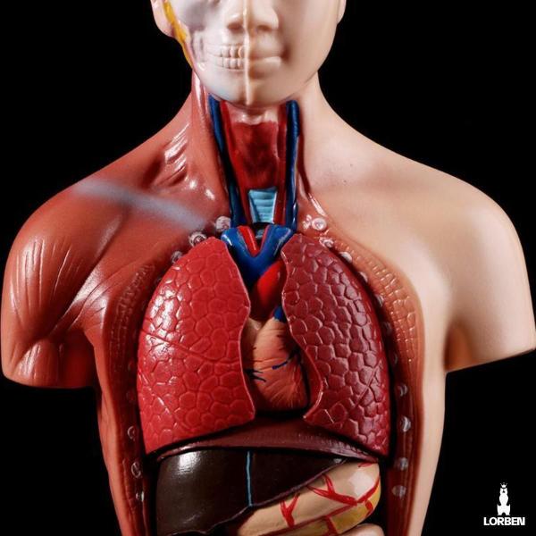 Imagem de Modelo Anatômico Torso Humano Assexuado E Órgãos 26Cm Lorben