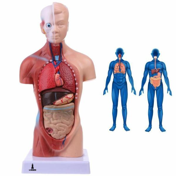 Imagem de Modelo Anatômico Torso Humano Assexuado E Órgãos 26Cm Lorben