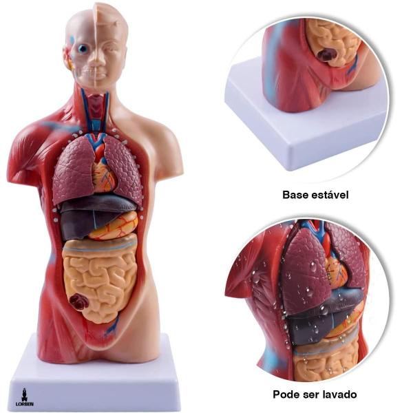 Imagem de Modelo Anatômico Torso Humano Assexuado E Órgãos 26Cm Lorben