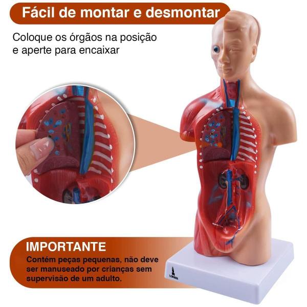 Imagem de Modelo Anatômico Torso Humano Assexuado E Órgãos 26Cm Lorben