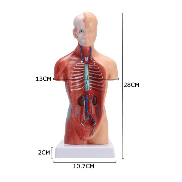 Imagem de Modelo Corporal para aprendizagem anatomia humana - Tronco