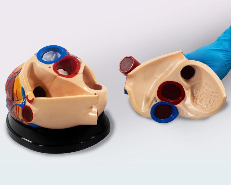 Imagem de Modelo de Coração Estruturas Internas e Externas - 3 Peças