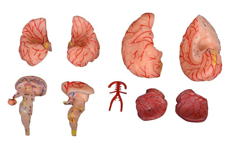 Imagem de Modelo Dissecção do Cérebro Humano com Artérias (9 peças)