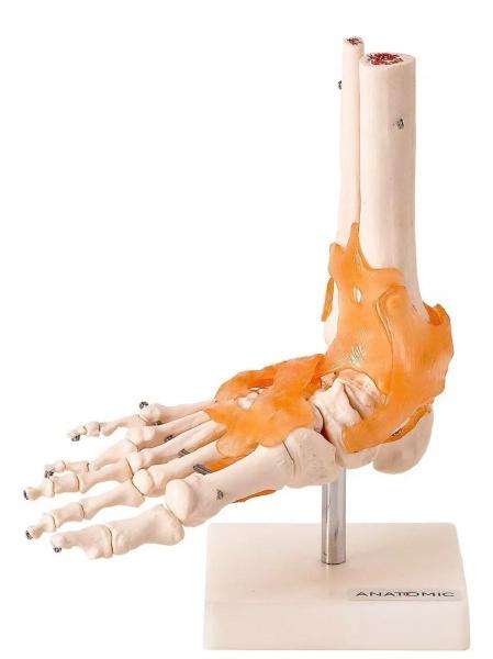 Imagem de Modelo do Pé Com  Articulação e Ligamentos Anatomic TGD-0165-C