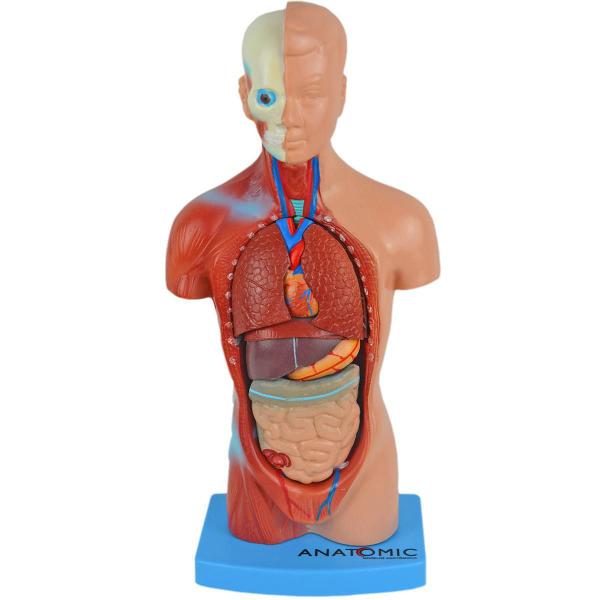 Imagem de Modelo Torso 28 Cm + Microscópio Monocular