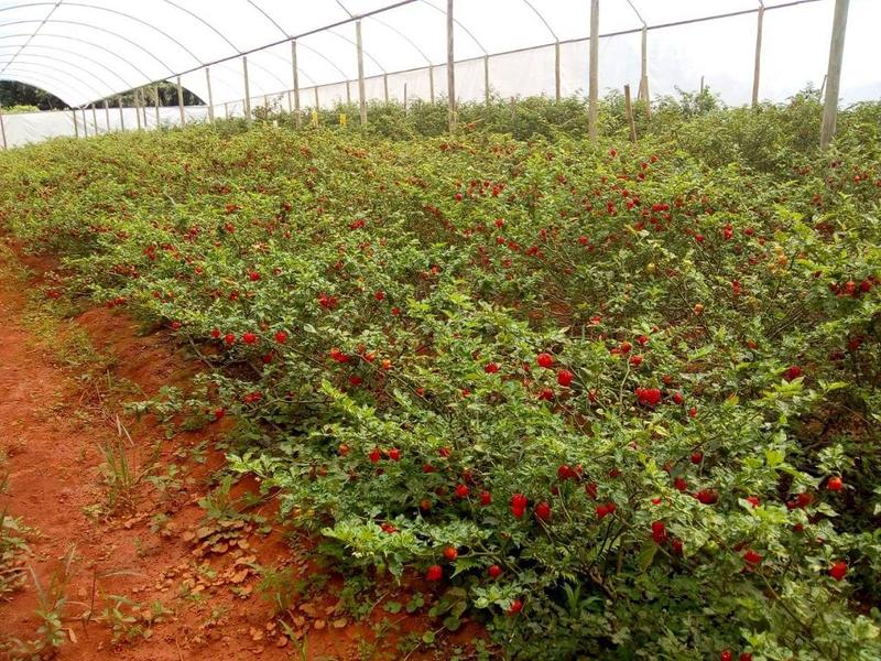 Imagem de Molho De Pimenta Carolina Reaper Original Sem Glúten 15 Ml