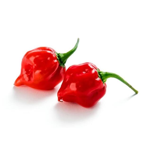 Molho de Pimenta Scorpion 150ml frasco - Portoreal - Armazém Real Imagem de Molho de Pimenta Scorpion 150ml frasco - Portoreal
