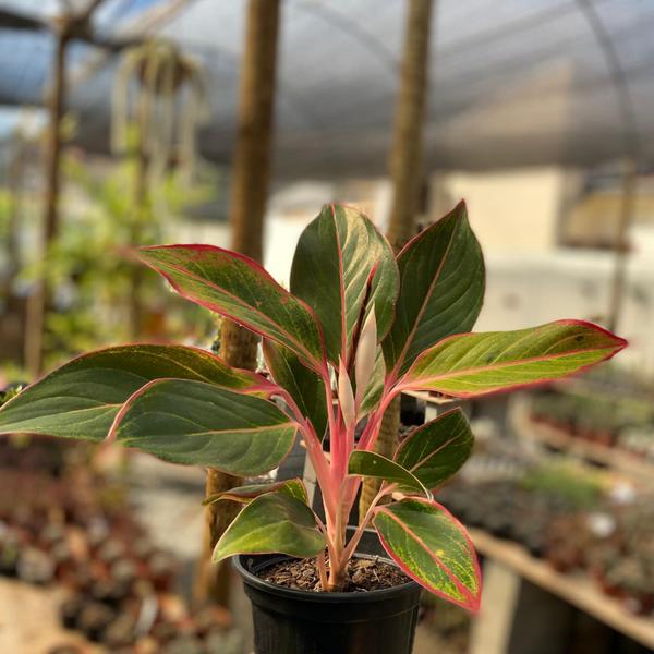 Imagem de Muda Aglaonema Creta Rosa - Interno Sombra Para Colecionador