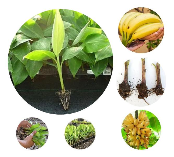 Imagem de Muda Banana Musa Acuminata Zebrina  Fortes Envio Imediato Pronta entrega