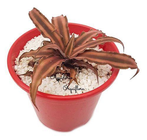 Imagem de Muda Bromelia Neoregelia Cryptanthus Rosada Com Vaso