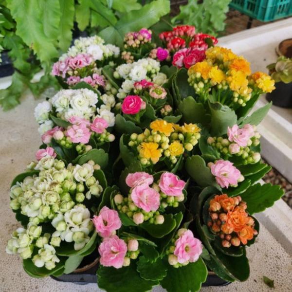 Muda C/10 Kalanchoe Coloridas Suculenta C/vasinho Presente - Orquiflora Imagem de Muda C/10 Kalanchoe Coloridas Suculenta C/vasinho Presente