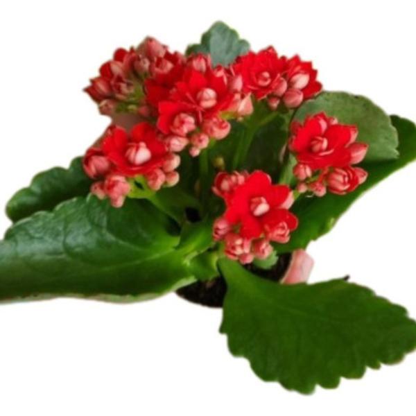 Muda C/10 Kalanchoe Coloridas Suculenta C/vasinho Presente - Orquiflora Imagem de Muda C/10 Kalanchoe Coloridas Suculenta C/vasinho Presente