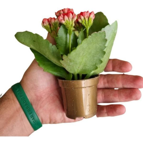 Muda C/10 Kalanchoe Coloridas Suculenta C/vasinho Presente - Orquiflora Imagem de Muda C/10 Kalanchoe Coloridas Suculenta C/vasinho Presente