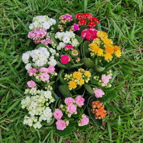 Muda C/10 Kalanchoe Coloridas Suculenta C/vasinho Presente - Orquiflora Imagem de Muda C/10 Kalanchoe Coloridas Suculenta C/vasinho Presente