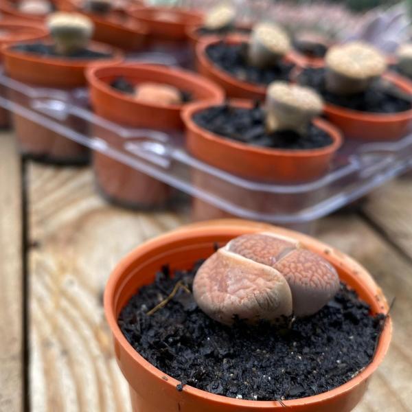 Imagem de Muda Cacto Pedra Lithops Planta Natural Para Colecionadores