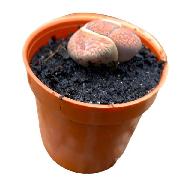 Imagem de Muda Cacto Pedra Lithops Planta Natural Para Colecionadores