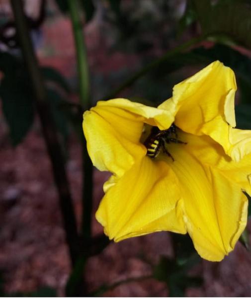 Imagem de Muda Cipo Café Ipomoea Merremia Tuberosa Melífera