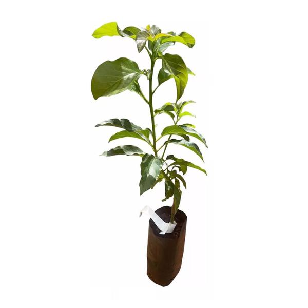 Imagem de Muda de Abacate Quintal 20 a 40 cm AMK - Plantas Online